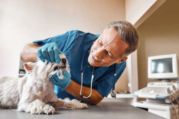 Best Cosmetic Emergency Dentistry in Hayti, MO